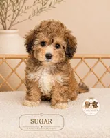 Sugar, a female Shihpoo for sale in Downers Grove, IL – 1 of 2