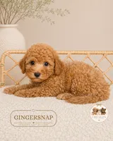 Gingersnap, a male Poodle - Toy  for sale in Downers Grove, IL – 2 of 2