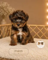 Paris, a female Shihpoo for sale in Elmhurst, IL – 2 of 2