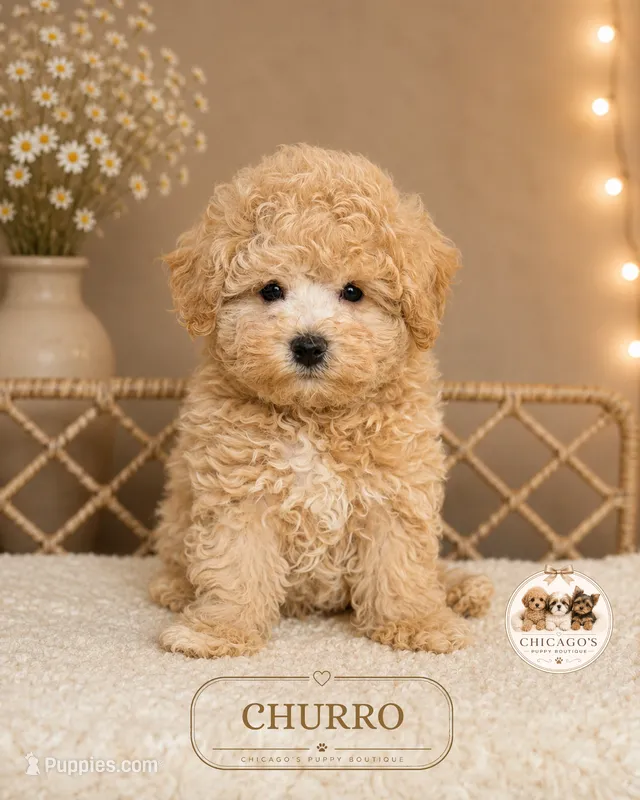 Churro – Maltipoo puppy for sale in Elmhurst, IL
