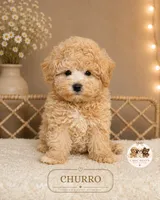Churro, a male Maltipoo for sale in Elmhurst, IL – 1 of 2
