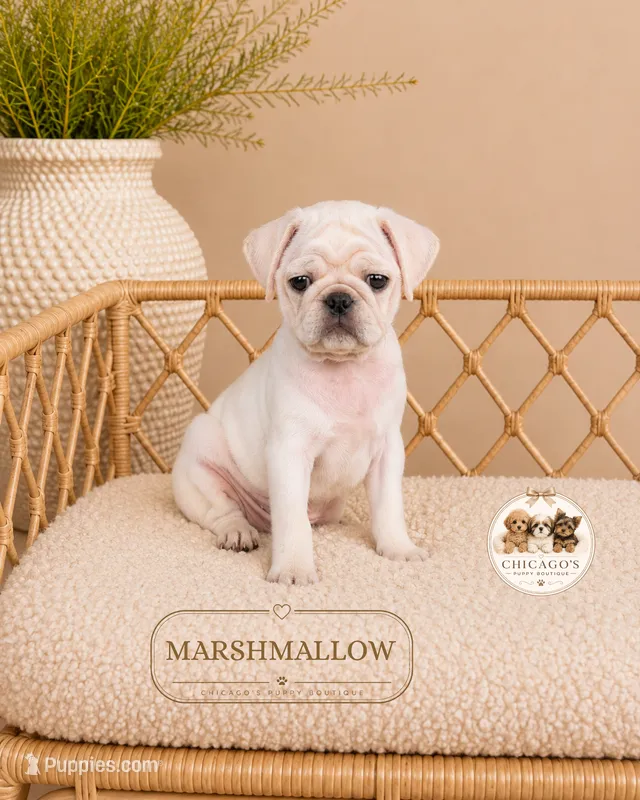 Marshmallow – Pug puppy for sale in Downers Grove, IL