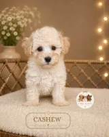 Cashew, a male Maltipoo for sale in Elmhurst, IL – 2 of 2