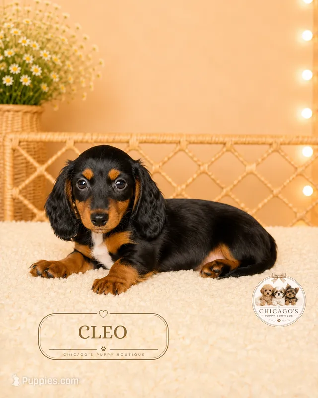 Cleo – Miniature Dachshund puppy for sale in Elmhurst, IL