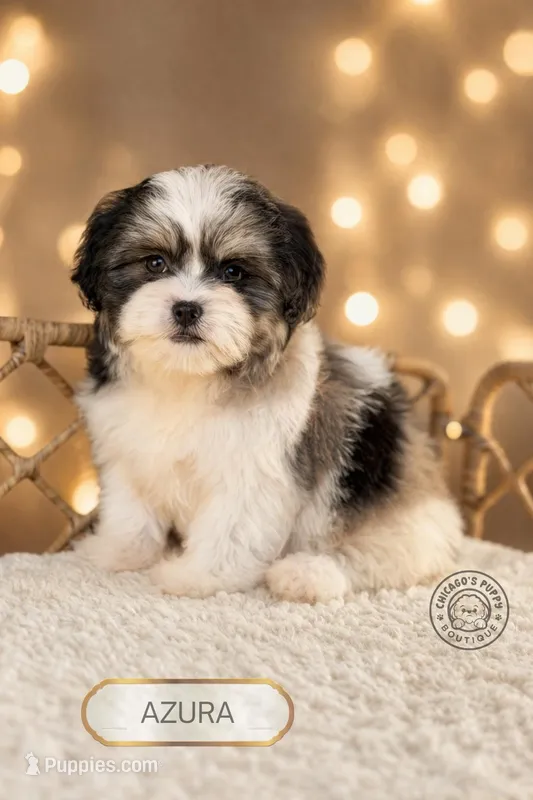 Azura – Shihpoo puppy for sale in Elmhurst, IL