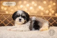 Azura, a female Shihpoo for sale in Elmhurst, IL – Photo 2 of 2