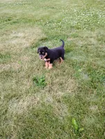 Ruble , a male Border Collie and Rottweiler for sale in Baltic, OH – 2 of 3