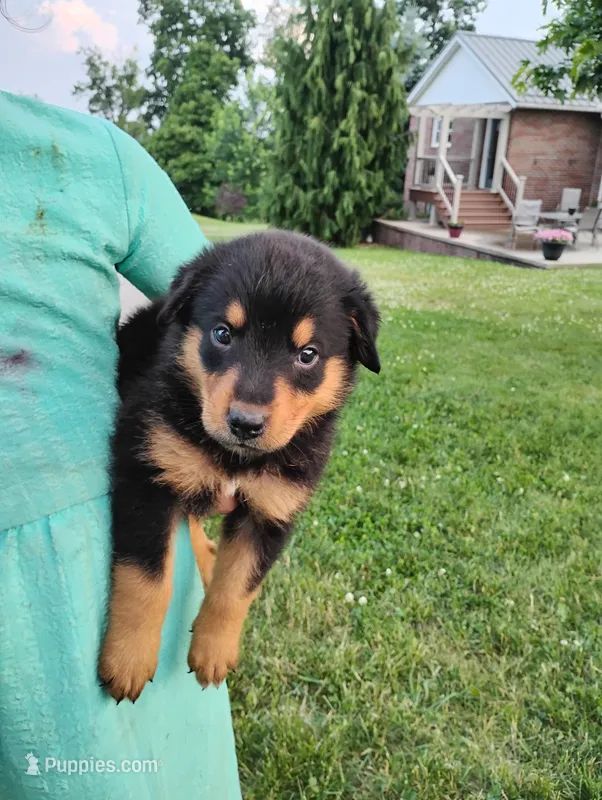 Ryder – Border Collie, Rottweiler puppy for sale in Baltic, OH