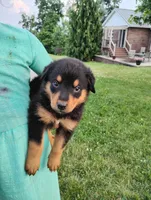 Ryder, a male Border Collie and Rottweiler for sale in Baltic, OH – 1 of 3