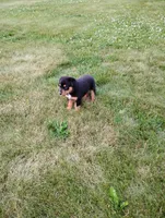 Ruble , a male Border Collie and Rottweiler for sale in Baltic, OH – 3 of 3