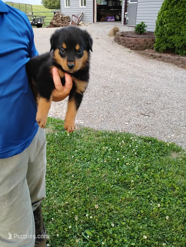 Chase – Border Collie, Rottweiler puppy for sale in Baltic, OH