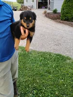 Chase, a male Border Collie and Rottweiler for sale in Baltic, OH – 1 of 3