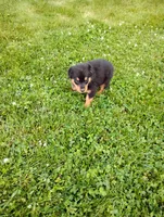 Chase, a male Border Collie and Rottweiler for sale in Baltic, OH – 3 of 3