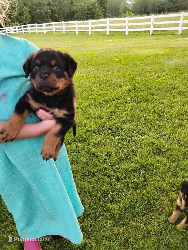 Sandra – Rottweiler puppy for sale in Baltic, OH