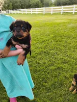 Sandra, a female Rottweiler for sale in Baltic, OH – 1 of 6