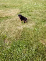 Foxy, a female Border Collie and Rottweiler for sale in Baltic, OH – 3 of 3