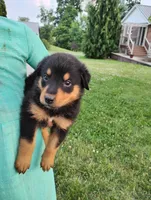 Ryder , a male Border Collie and Rottweiler for sale in Baltic, OH – 2 of 4