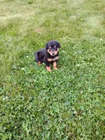 Ryder, a male Border Collie and Rottweiler for sale in Baltic, OH – 3 of 3