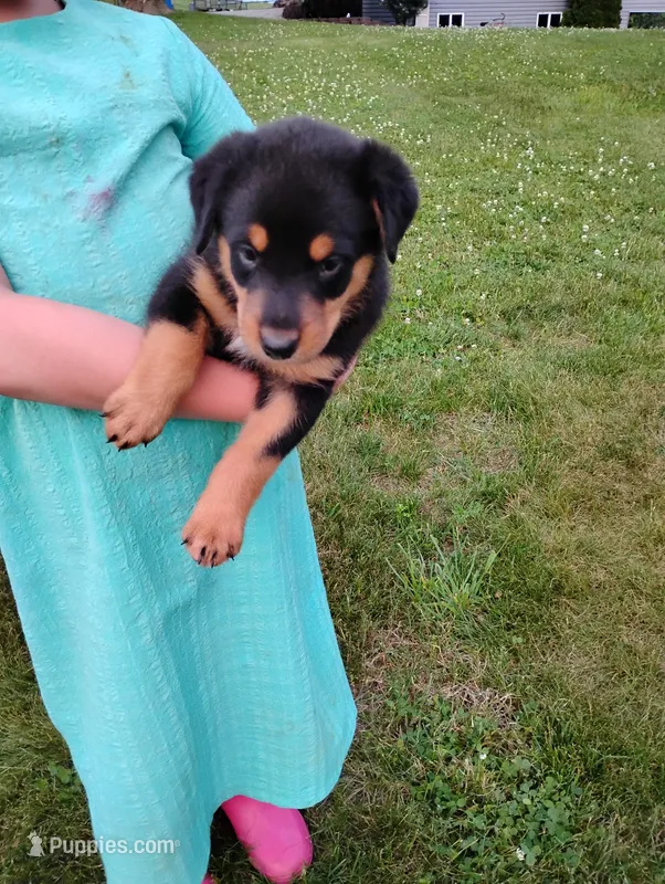 Ruble  – Border Collie, Rottweiler puppy for sale in Baltic, OH