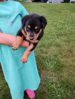 Ruble , a male Border Collie and Rottweiler for sale in Baltic, OH – 1 of 3