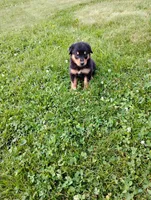 Ryder, a male Border Collie and Rottweiler for sale in Baltic, OH – 2 of 3