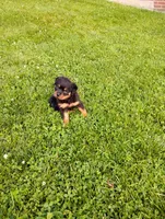 Sandra, a female Rottweiler for sale in Baltic, OH – 4 of 6