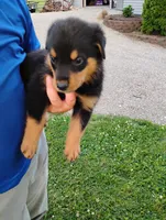 Chase, a male Border Collie and Rottweiler for sale in Baltic, OH – 2 of 3