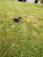 Foxy, a female Border Collie and Rottweiler for sale in Baltic, OH – 2 of 3