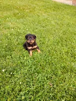 Sandra, a female Rottweiler for sale in Baltic, OH – 2 of 6