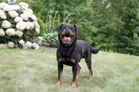 Sandra, a female Rottweiler for sale in Baltic, OH – 6 of 6