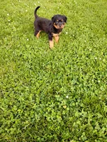 Sandra, a female Rottweiler for sale in Baltic, OH – 3 of 6