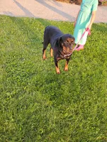 Sandra, a female Rottweiler for sale in Baltic, OH – 5 of 6