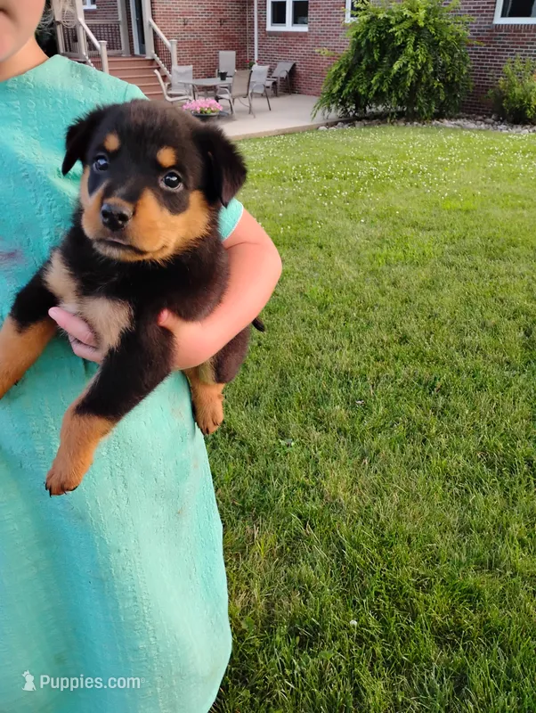 Foxy – Border Collie, Rottweiler puppy for sale in Baltic, OH