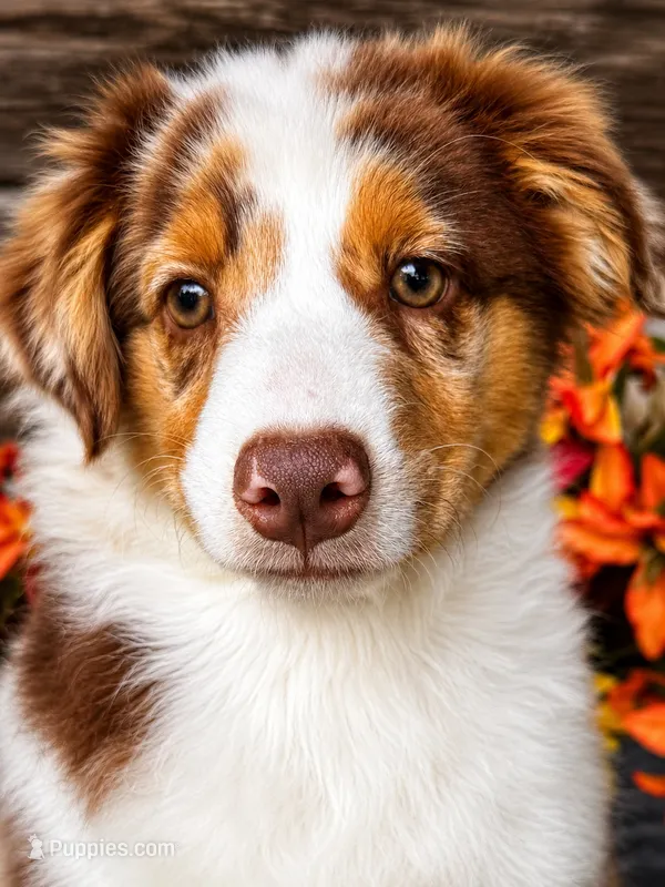 Sprite – Miniature American Shepherd puppy for sale in Stephens City, VA