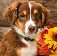 Barq, a male Miniature American Shepherd for sale in Stephens City, VA – 3 of 7