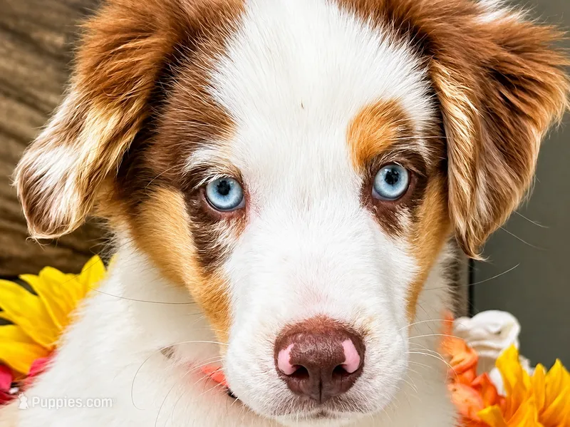 Sunkist – Miniature American Shepherd puppy for sale in Stephens City, VA