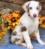 Fresca, a female Miniature American Shepherd for sale in Stephens City, VA – 7 of 8