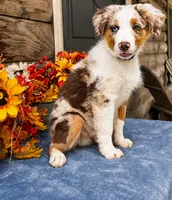 Dew, a male Miniature American Shepherd for sale in Stephens City, VA – 6 of 8