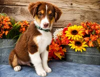 Barq, a male Miniature American Shepherd for sale in Stephens City, VA – 6 of 7