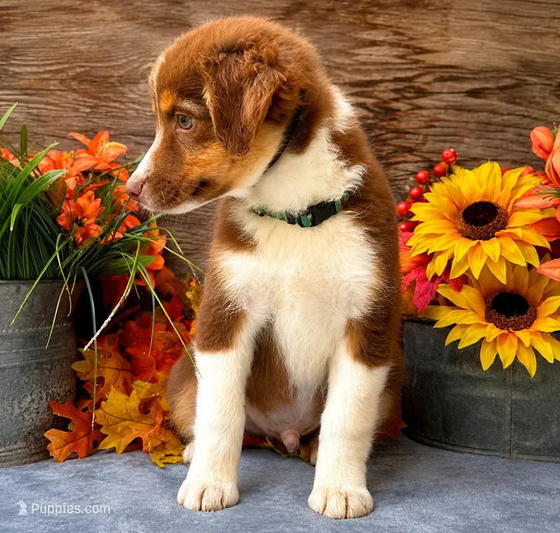 Barq – Miniature American Shepherd puppy for sale in Stephens City, VA