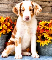 Crush, a male Miniature American Shepherd for sale in Stephens City, VA – 5 of 5