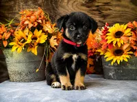 Aussiedor RedGirl , a female Australian Shepherd and Labrador Retriever for sale in Stephens City, VA – 1 of 1
