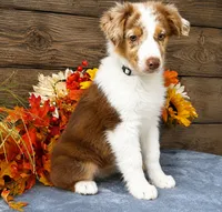Sprite, a female Miniature American Shepherd for sale in Stephens City, VA – 7 of 7