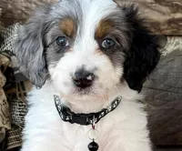 GXO Black Boy, a male Miniature Aussiedoodle for sale in Stephens City, VA – Photo 1 of 5