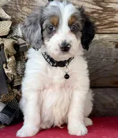 GXO Black Boy, a male Miniature Aussiedoodle for sale in Stephens City, VA – Photo 5 of 5