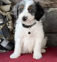 GXO Black Boy, a male Miniature Aussiedoodle for sale in Stephens City, VA – Photo 2 of 5