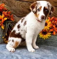 Tab, a female Miniature American Shepherd for sale in Stephens City, VA – 2 of 8