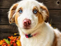 Fresca, a female Miniature American Shepherd for sale in Stephens City, VA – 5 of 8