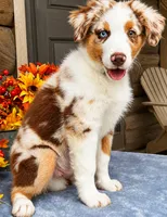 Dew, a male Miniature American Shepherd for sale in Stephens City, VA – 2 of 8