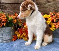 Sprite, a female Miniature American Shepherd for sale in Stephens City, VA – 4 of 7